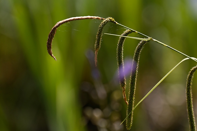 Jardin des Impressionnistes-MAI14-098